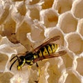 Wasp coming to my honey combs Royalty Free Stock Photo
