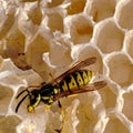 Wasp coming to my honey combs