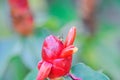 wasp on Costus speciosus, Crape ginger or Malay ginger or Spiral flag or Cheilocostus speciosus, Costaceae or Cane reed Royalty Free Stock Photo