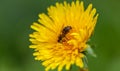 Wasp is crawling on dandelion