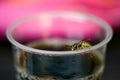 Wasp on the cup