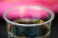 Wasp on the cup Royalty Free Stock Photo