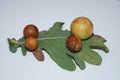 Cynips quercusfolii gall balls on oak leaf