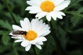 Wasp on a daisy Royalty Free Stock Photo