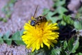 Wasp and dandelion