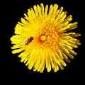 Wasp on dandelion