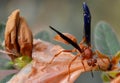 Wasp on dead azalea