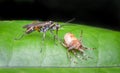 Wasp and dead spider Royalty Free Stock Photo