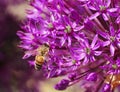 Wasp On Decorative Allium Flower