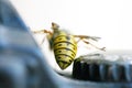Wasp on a digital camera Royalty Free Stock Photo