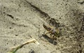 Wasp digs in the sand