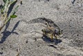 Wasp digs in the sand