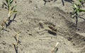 Wasp digs in the sand