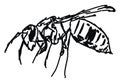 Wasp drawing, illustration, vector