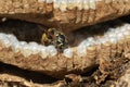 Wasp drinking from fresh water fountain. Royalty Free Stock Photo