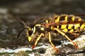 Wasp drinking from fresh water fountain. Royalty Free Stock Photo