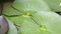 Wasp drinking water from water lily leaves