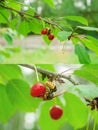 A wasp drinks juice from a dried cherry fruit close-up Royalty Free Stock Photo