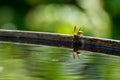 Wasp drinks water