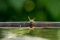 Wasp drinks water Royalty Free Stock Photo