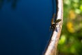 Wasp drinks water Royalty Free Stock Photo
