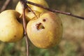 Wasp eating in the apple Royalty Free Stock Photo