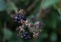 Wasp eating blackberries in the autumn sunshine Royalty Free Stock Photo