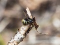 Wasp eating a dried brown leaf in front with bokeh background Royalty Free Stock Photo