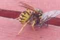 Wasp eating gadfly Royalty Free Stock Photo