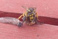 Wasp eating gadfly Royalty Free Stock Photo