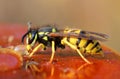 Wasp eating honey