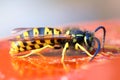 Wasp eating honey