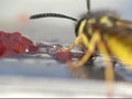 Wasp eating jelly