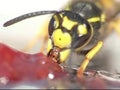 Wasp eating jelly