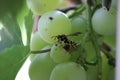 Wasp eats grapes Royalty Free Stock Photo