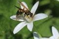 Wasp eats nectar on white Ornithogalum divergens flower.