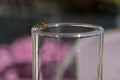 Wasp on the edge of a drinking glass, annoying insects while eating outside, dangerous for allergy sufferers, copy space