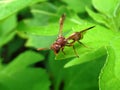 Wasp on the edge of leaf Royalty Free Stock Photo