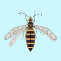 Wasp is an elegant, stylish and decorative entomology image.