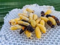 Wasp emerging