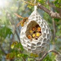 Wasp emerging from its nest on a tree, set against a blurred green backdrop Royalty Free Stock Photo