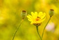 Wasp Flower