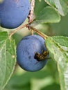 A wasp feasts a plum