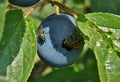 A wasp feasts a plum