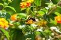 Wasp feeding on Lantana