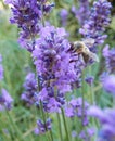 Wasp and Lavender