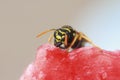 wasp flew into the pulp of juicy watermelon Royalty Free Stock Photo