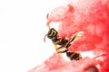 Wasp flew into the pulp of juicy watermelon Royalty Free Stock Photo