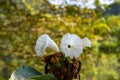 The wasp flies directly into the flower core!