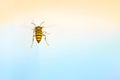 Wasp flies into the sky. macro. background Royalty Free Stock Photo